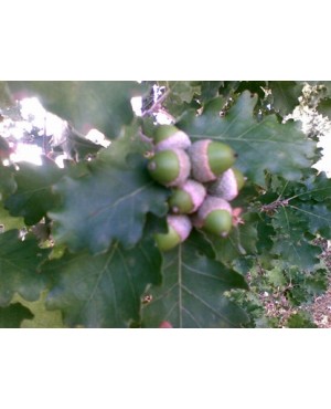 Quercus robur